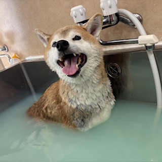 豆助君!