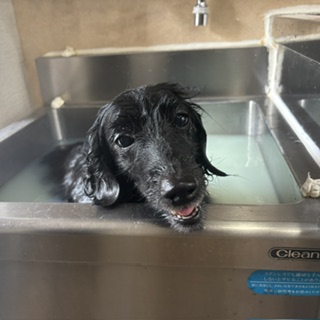 シェリーちゃん!