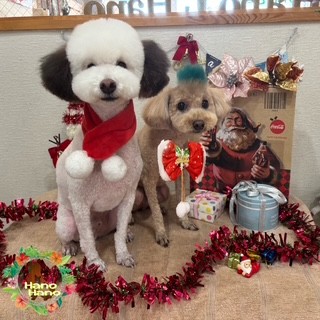 After trimming! 12/16