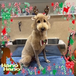 After trimming! 12/24