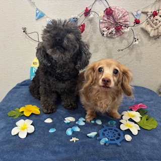 かい君&りんちゃん!