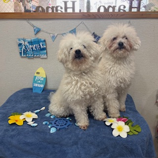 小太郎君&銀次郎君!