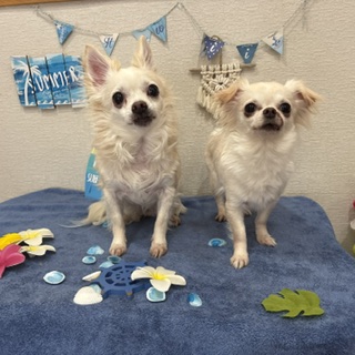 ハッちゃん&ピー君!