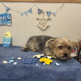 ティフィンちゃん!