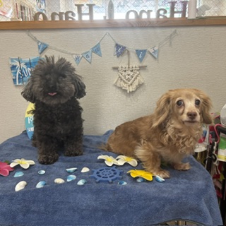 かい君&りんちゃん!